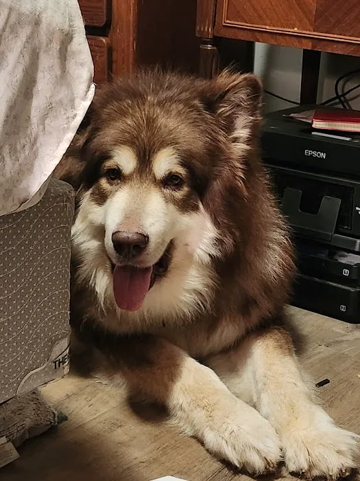 BluePearl Pet Hospital Picture 9