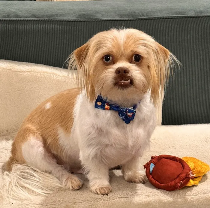 BluePearl Pet Hospital Picture 8