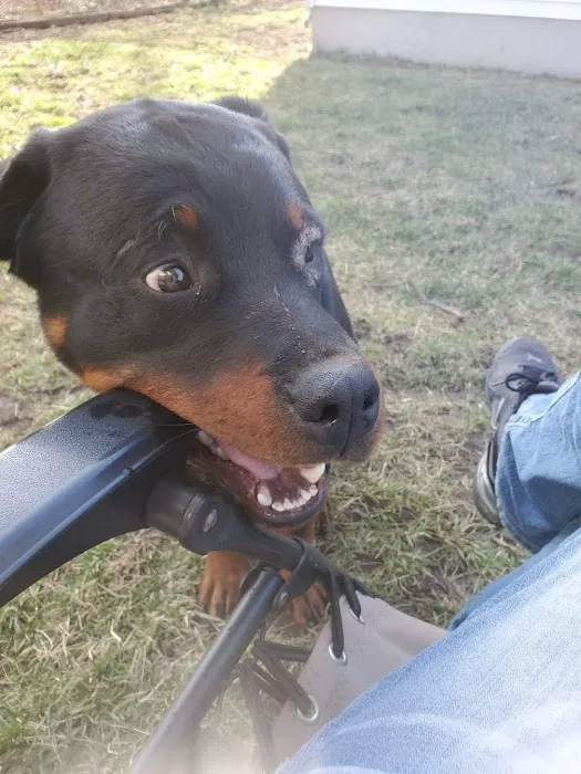 BluePearl Pet Hospital Picture 10