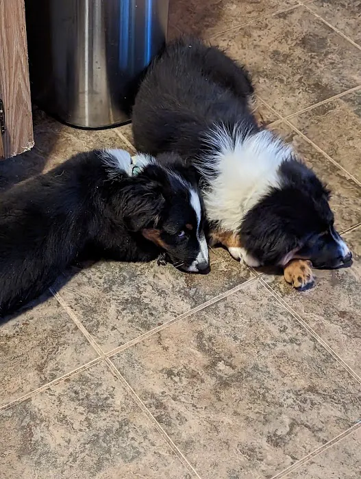 Lake Pet Hospital Picture 3