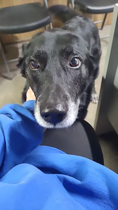 Lake Pet Hospital Picture 1