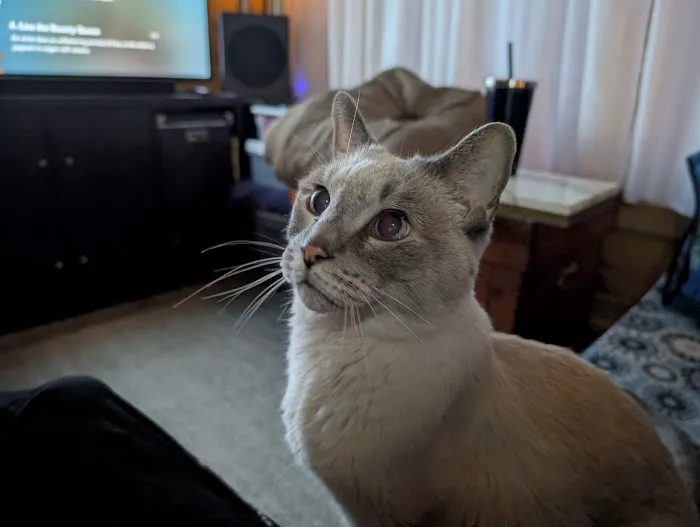 Lake Pet Hospital Picture 4