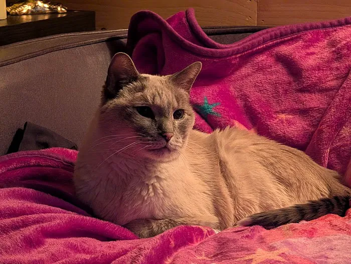 Lake Pet Hospital Picture 5