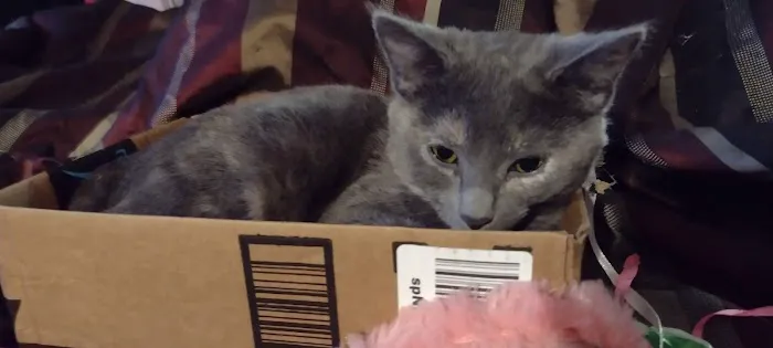 Eldon Spay & Neuter Clinic Picture 2