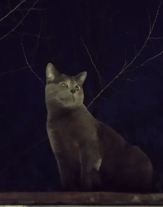 Eldon Spay & Neuter Clinic Picture 3