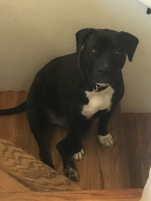 Eldon Spay & Neuter Clinic Picture 4