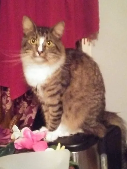 Eldon Spay & Neuter Clinic Picture 7