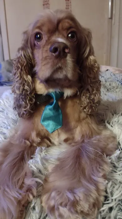 Eldon Spay & Neuter Clinic Picture 9