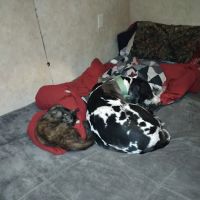 R Veterinary at Laurie ico