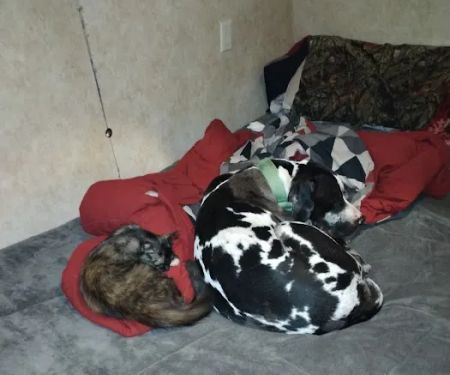 R Veterinary at Laurie