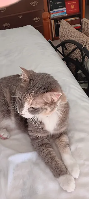 R Veterinary at Laurie Picture 2