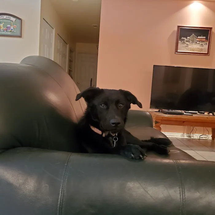 R Veterinary at Laurie Picture 10