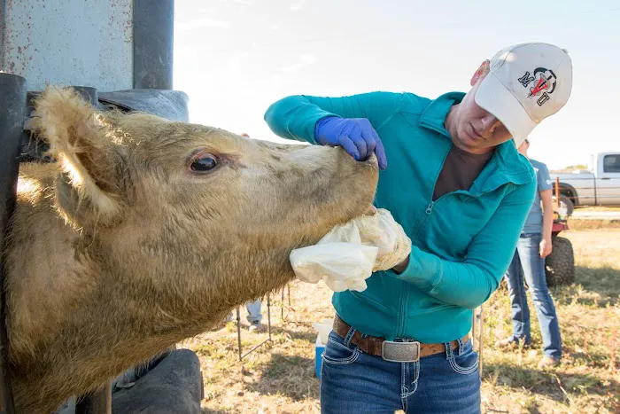 Custom Cattle Care, LLC Picture 4