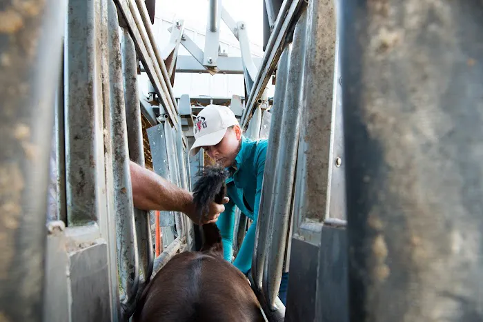 Custom Cattle Care, LLC Picture 7