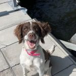 Laurie Animal Hospital