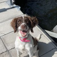 Laurie Animal Hospital ico