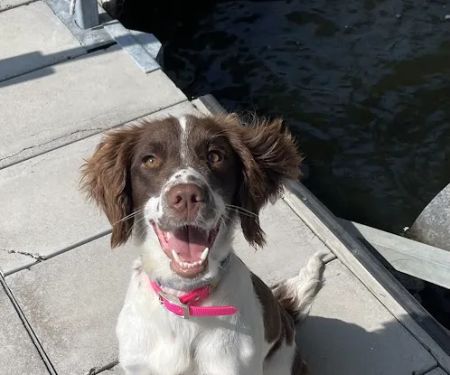 Laurie Animal Hospital