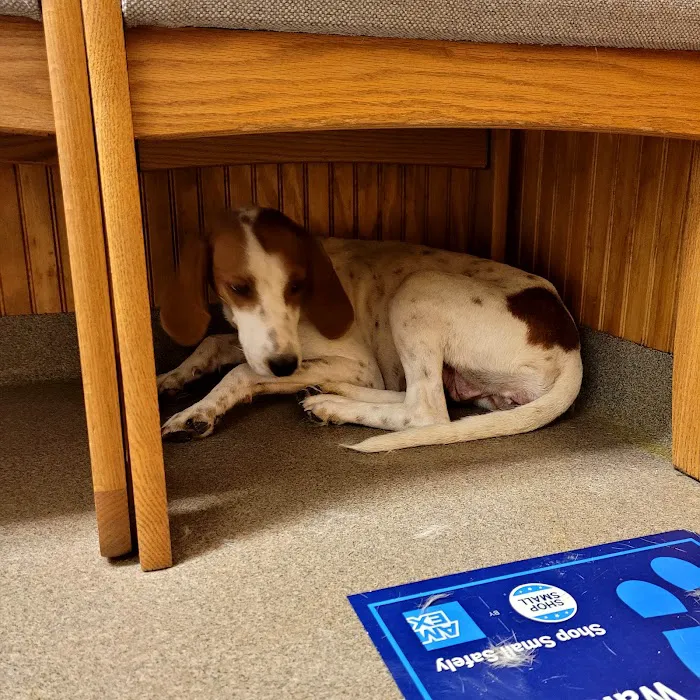 Laurie Animal Hospital Picture 4