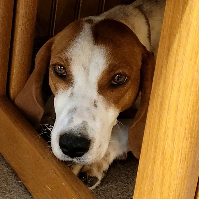 Laurie Animal Hospital Picture 5