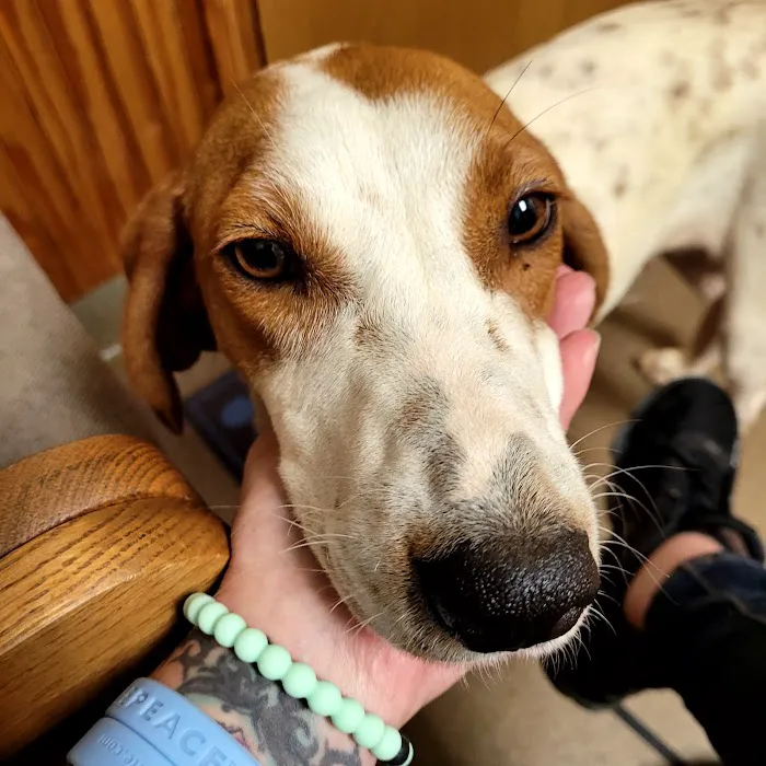 Laurie Animal Hospital Picture 6