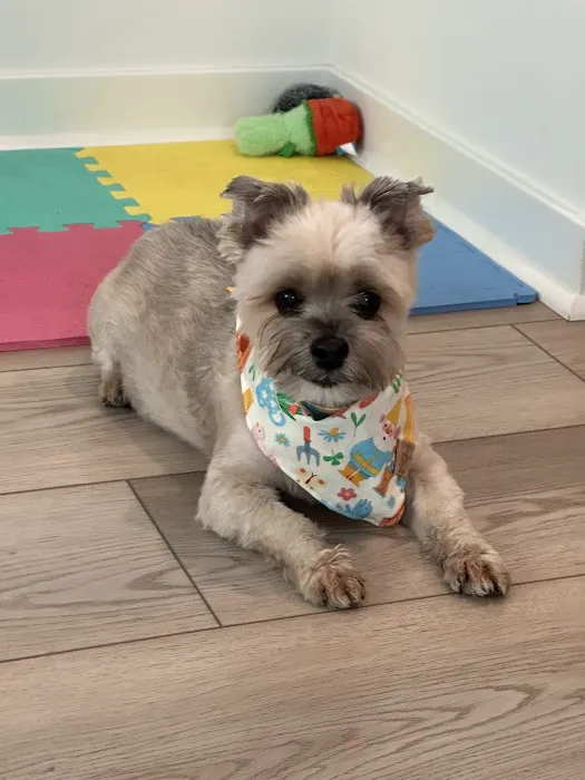 From Paws to Wings In-Home Euthanasia and Pet Cremation Picture 1