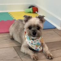 From Paws to Wings In-Home Euthanasia and Pet Cremation ico