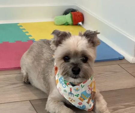 From Paws to Wings In-Home Euthanasia and Pet Cremation