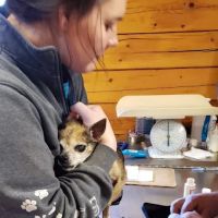 Crawford County Vet Clinic ico