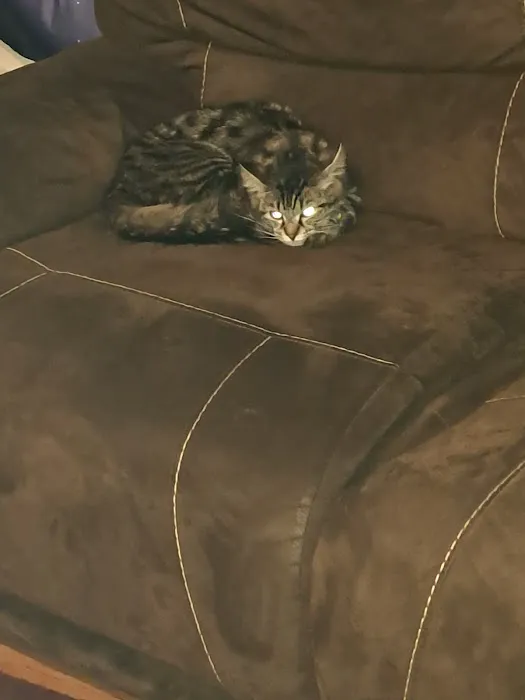 Cuba Veterinary Clinic Inc Picture 3