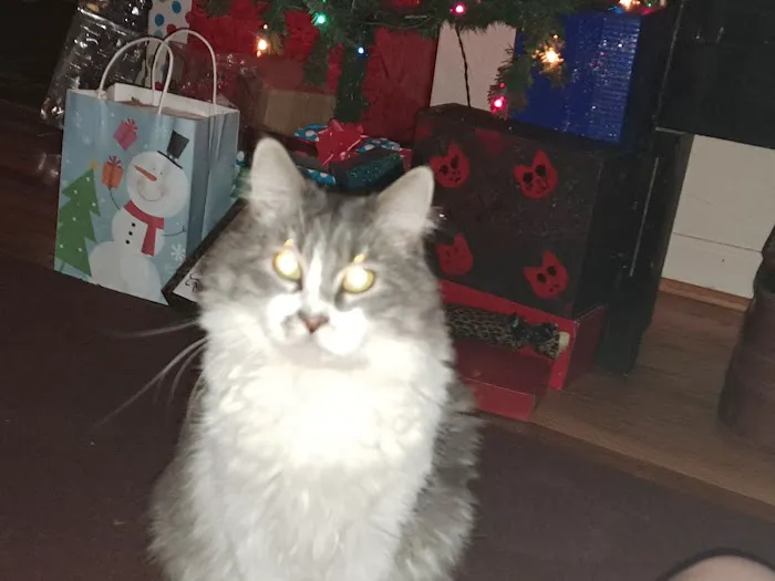 Swope KC & Melanie Dvm's Picture 1