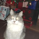 Swope KC & Melanie Dvm's