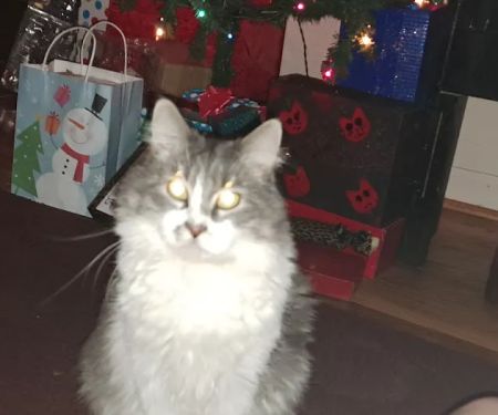 Swope KC & Melanie Dvm's