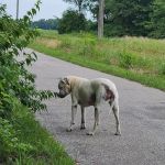 Tri-County Veterinary Services