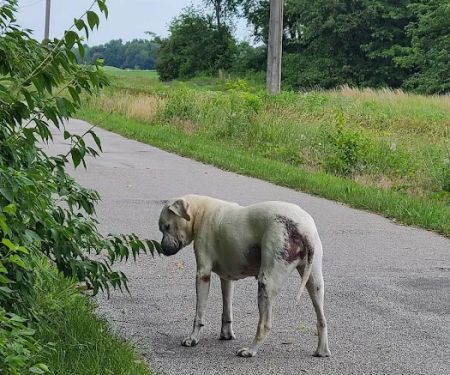 Tri-County Veterinary Services