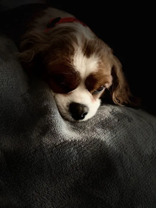 Tri-County Veterinary Services Picture 3