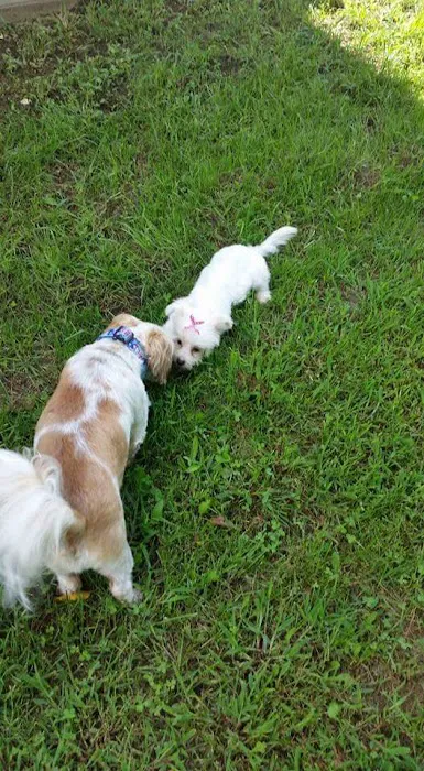 Tri-County Veterinary Services Picture 4