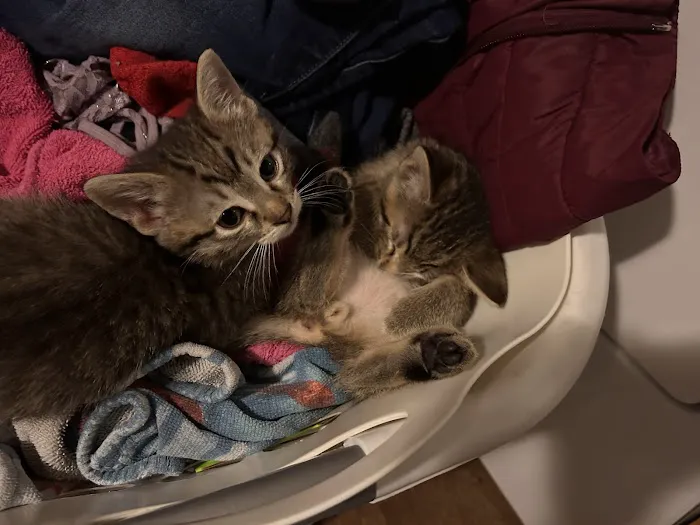 Tri-County Veterinary Services Picture 5