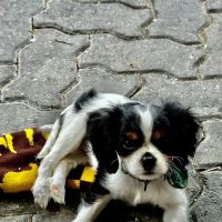 Osage Regional Veterinary Clinic ico