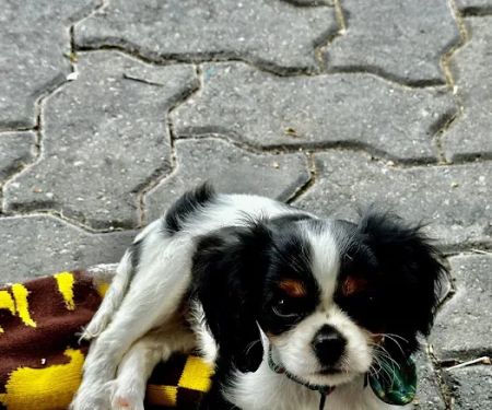 Osage Regional Veterinary Clinic