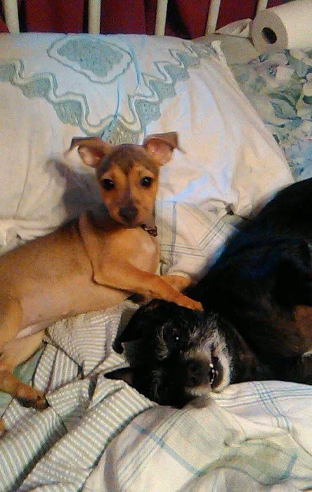 Osage Regional Veterinary Clinic Picture 3