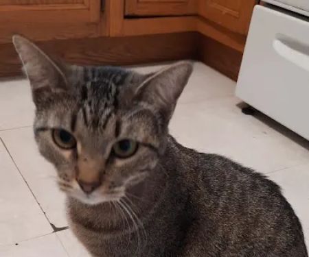 Midland Store Veterinary Clinic - Schuyler location