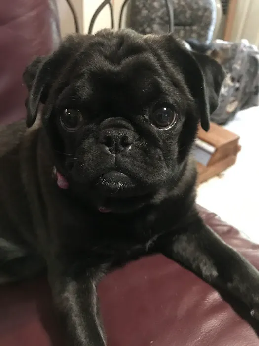 Pet Care Specialists Picture 1