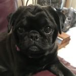 Pet Care Specialists