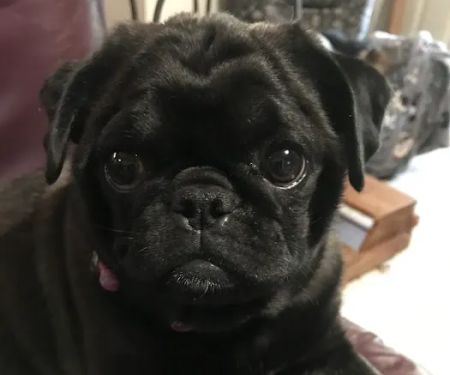 Pet Care Specialists