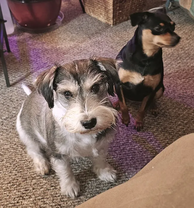 Pet Care Specialists Picture 2