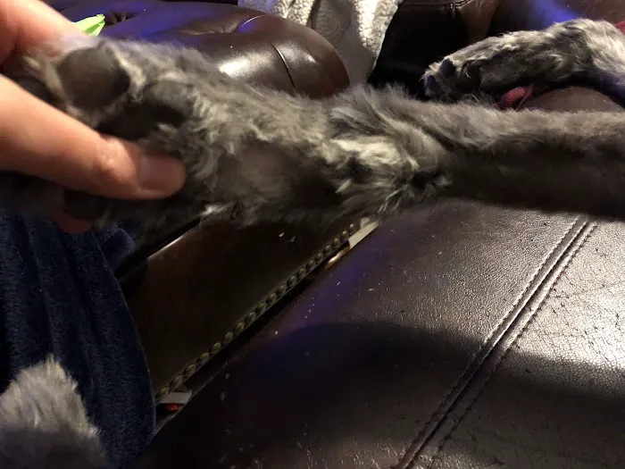 Pet Care Specialists Picture 6