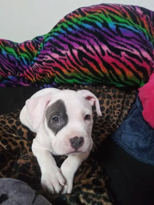 Pet Care Specialists Picture 5