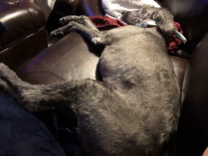 Pet Care Specialists Picture 10