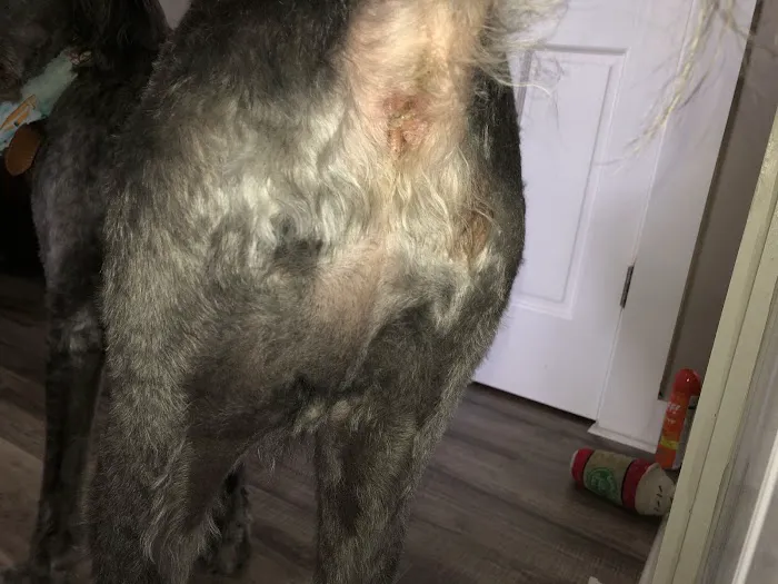 Pet Care Specialists Picture 7