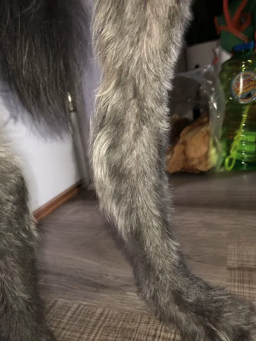 Pet Care Specialists Picture 9